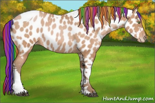 Horse Color:Painted Bay Roan Pearl Tobiano Appaloosa 