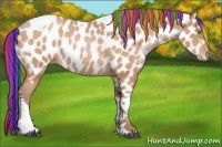 Horse Color:Painted Bay Roan Pearl Tobiano Appaloosa 