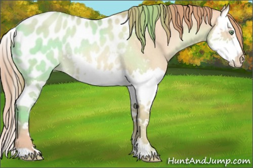 Horse Color:Gold Champagne Dun Splash Appaloosa Rabicano 
