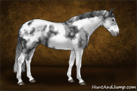 Horse Color:White Spotted Black Splash Tobiano Frame Appaloosa 