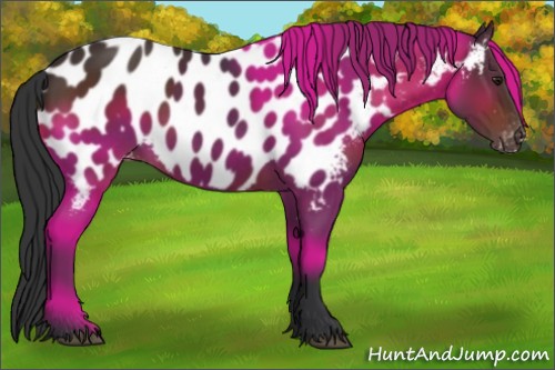 Horse Color:Brown Appaloosa 