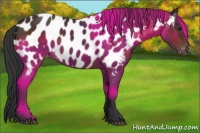 Horse Color:Brown Appaloosa 