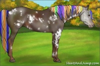 Horse Color:Painted White Spotted Liver Chestnut 