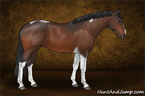 Horse Color:Bay Sabino Tobiano 