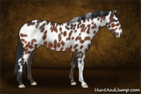Horse Color:Bay Leopard 