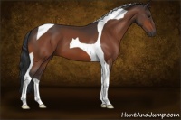Horse Color:Bay Tobiano 