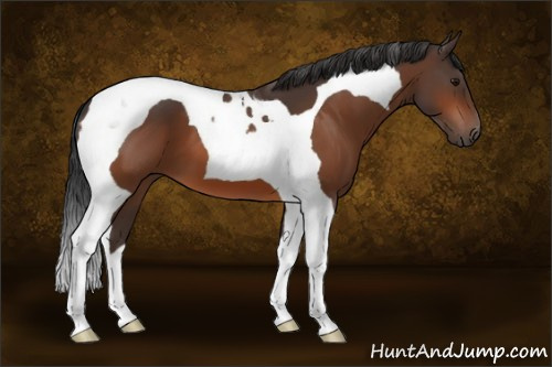 Horse Color:Bay Tobiano 