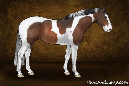 Horse Color:Bay Splash Tobiano Rabicano