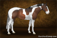 Horse Color:Bay Splash Tobiano Rabicano 
