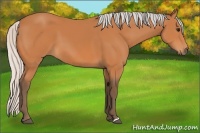Horse Color:Silver Bay 