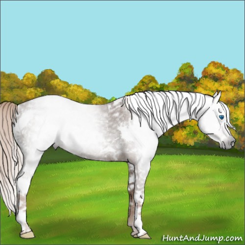 Horse Color:Gray White Spotted Chestnut Splash Rabicano 