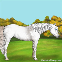 Horse Color:Gray White Spotted Chestnut Splash Rabicano 