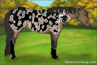 Horse Color:Brown Dun Tobiano Appaloosa Rabicano 