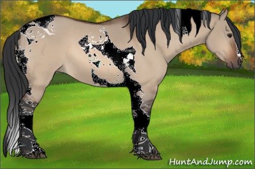 Horse Color:Brown Dun Tobiano 