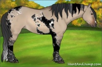 Horse Color:Brown Dun Tobiano 