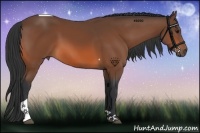 Horse Color:Bay Tobiano 