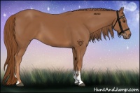 Horse Color:Chestnut Tobiano 