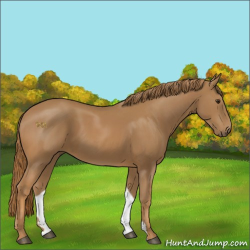 Horse Color:Chestnut 