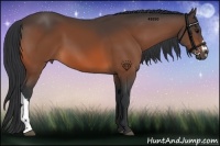 Horse Color:Bay 