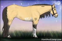 Horse Color:Buckskin Tobiano 