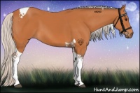Horse Color:Silver Bay Tobiano 