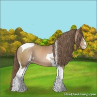 Horse Color:Black Pearl Sabino Tobiano