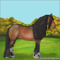 Horse Color:Bay Sabino 