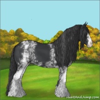 Horse Color:White Spotted Black