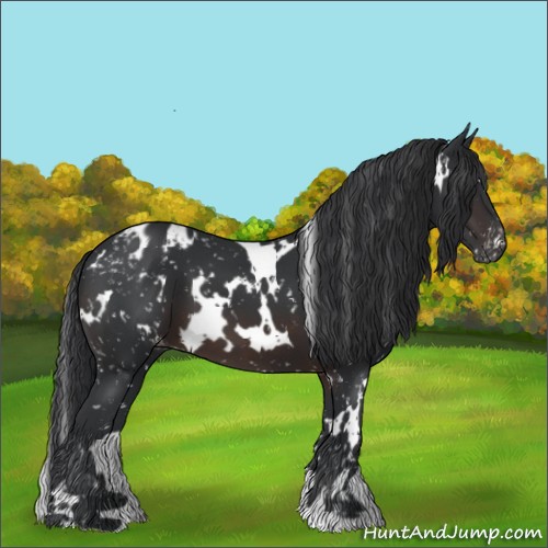 Horse Color:White Spotted Brown Appaloosa 