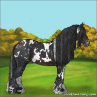 Horse Color:White Spotted Brown Appaloosa 