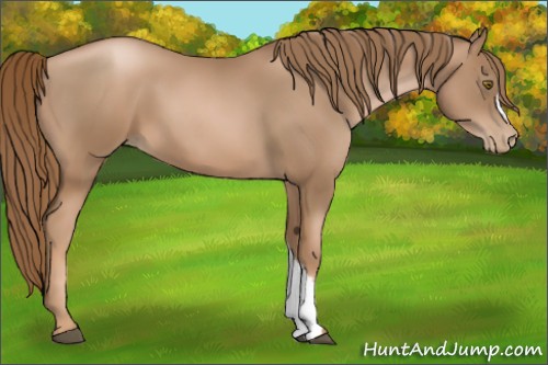 Horse Color:Liver Chestnut Pearl 