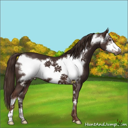 Horse Color:Liver Chestnut Frame 