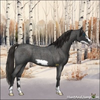 Horse Color:Liver Red Roan Frame