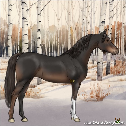 Horse Color:Liver Chestnut 