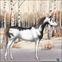 Horse Color:Liver Chestnut Splash Frame