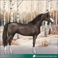 Horse Color:Liver Chestnut 