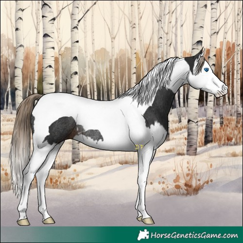 Horse Color:Liver Chestnut Splash Tobiano Rabicano