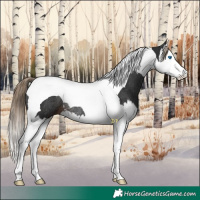 Horse Color:Liver Chestnut Splash Tobiano Rabicano
