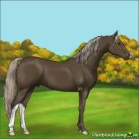 Horse Color:Chocolate Palomino 