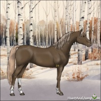 Horse Color:Chocolate Palomino Sabino Appaloosa 