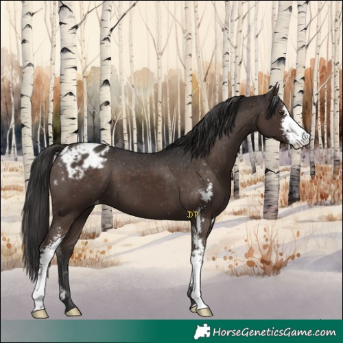 Horse Color:Liver Chestnut Sabino Appaloosa