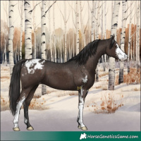 Horse Color:Liver Chestnut Sabino Appaloosa 