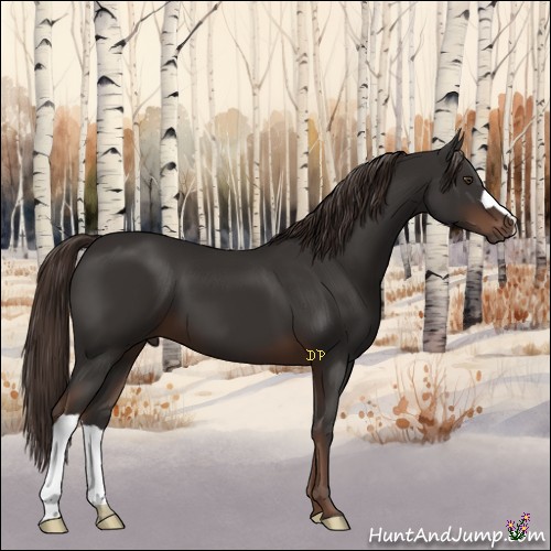 Horse Color:Liver Chestnut 