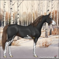 Horse Color:Liver Chestnut Sabino