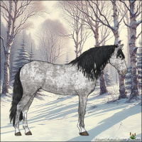 Horse Color:Grullo Ice Roan Rabicano