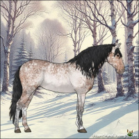 Horse Color:Bay Ice 