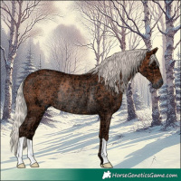 Horse Color:Silver Bay Ice Rabicano 
