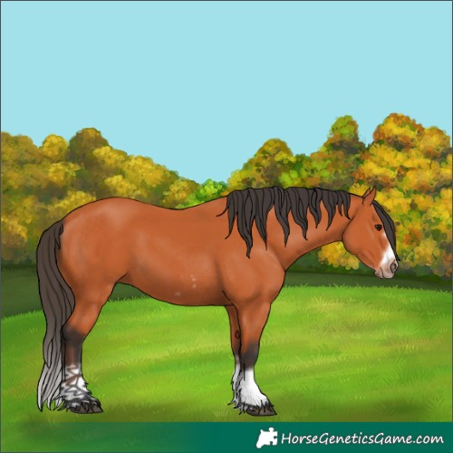 Horse Color:Bay Splash Frame