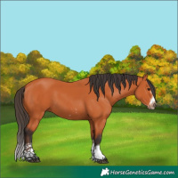 Horse Color:Bay Splash Frame