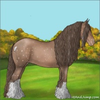 Horse Color:Black Pearl Appaloosa 